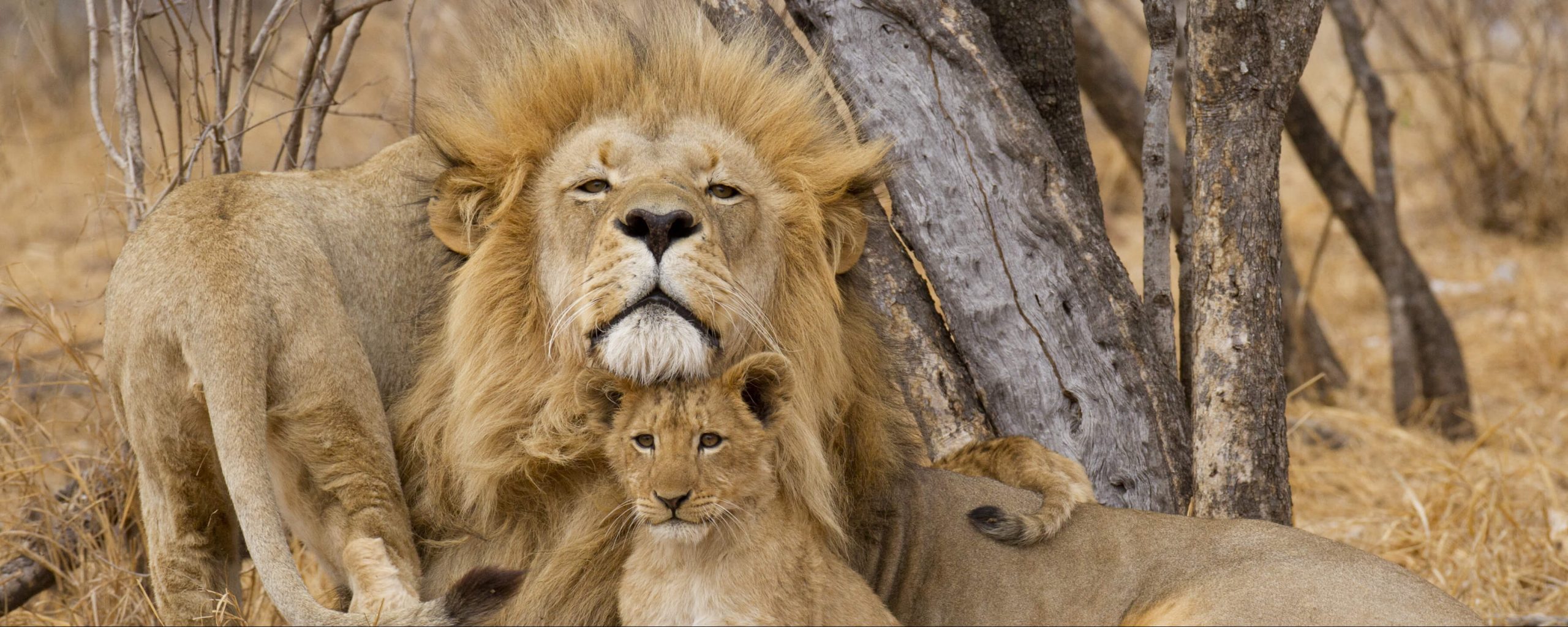 Best Tanzania Safari Packages