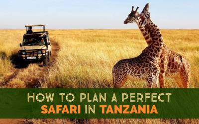 How to Plan a Perfect Itinerary for Your First Tanzania Safari
