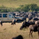 Customized Tanzania & Zanzibar Tours - Game Viewing