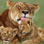 Tanzania Safari Tips