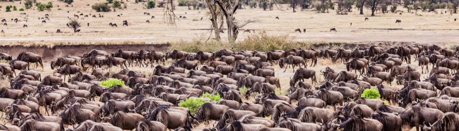 Tanzania Safari Tips & Traveller Advise